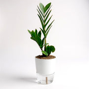 ZZ Plant Green