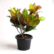 Croton Petra