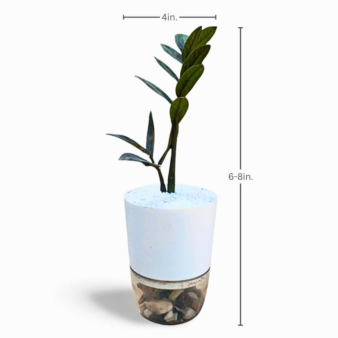 Black ZZ Plant