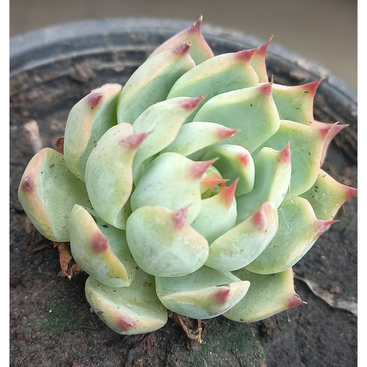 Echeveria Cat Claw