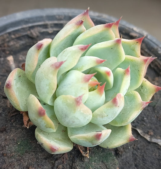 Echeveria Cat Claw