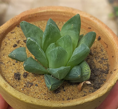 Haworthia Cooperi