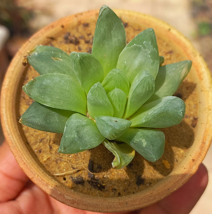 Haworthia Cooperi