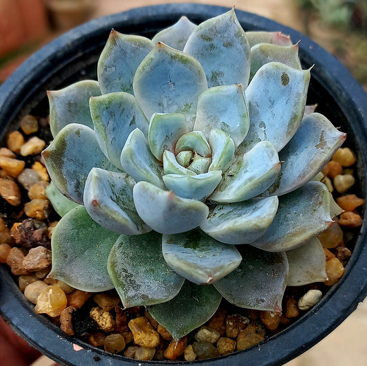 Echeveria