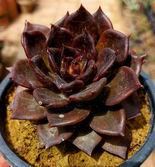 Echeveria Black Prince