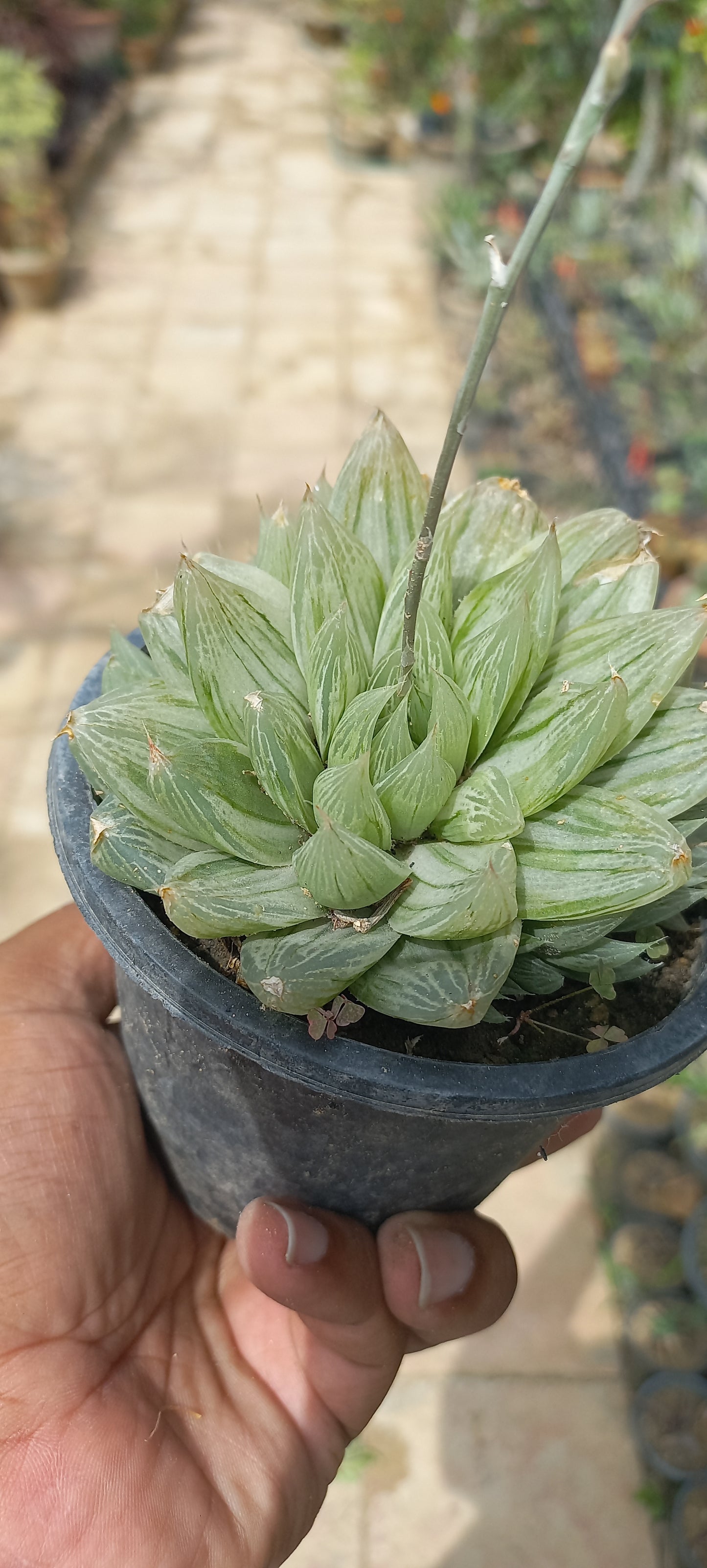 Haworthia