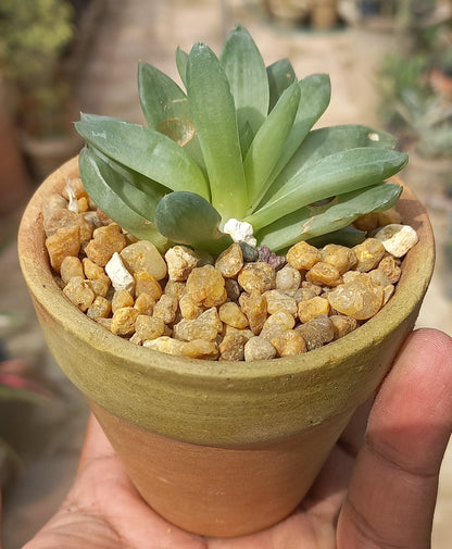 Haworthia Cooperi