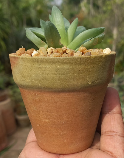 Haworthia Cooperi