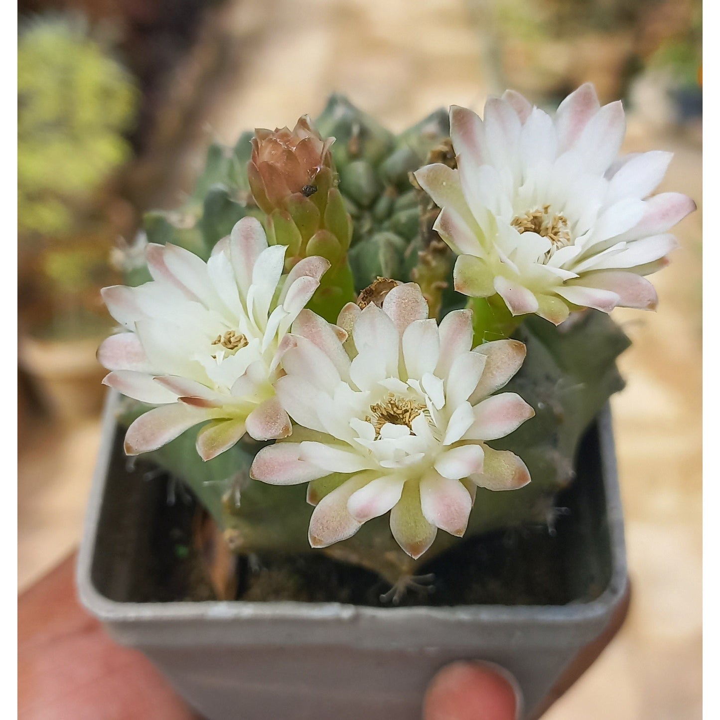 Barrel Cactus