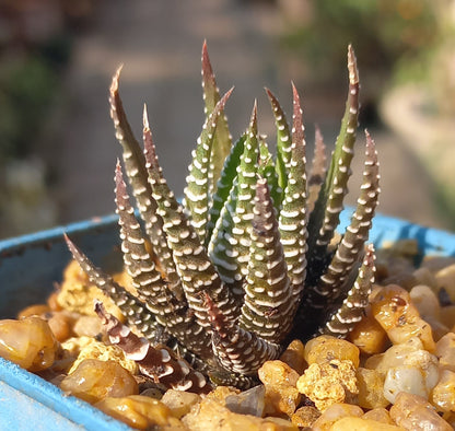 Haworthia Zebra