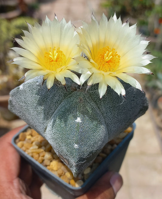 Astrophytum Cactus