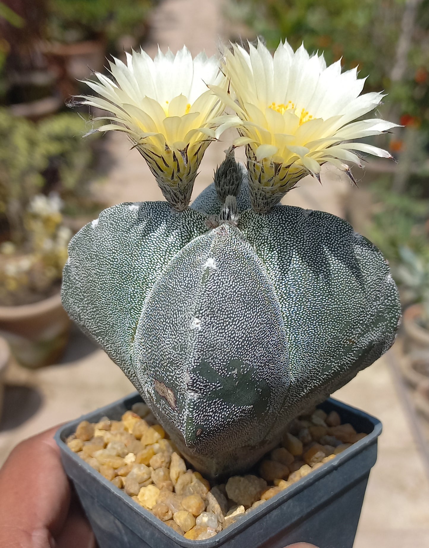 Astrophytum Cactus