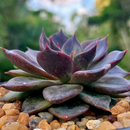 Echeveria Black Prince