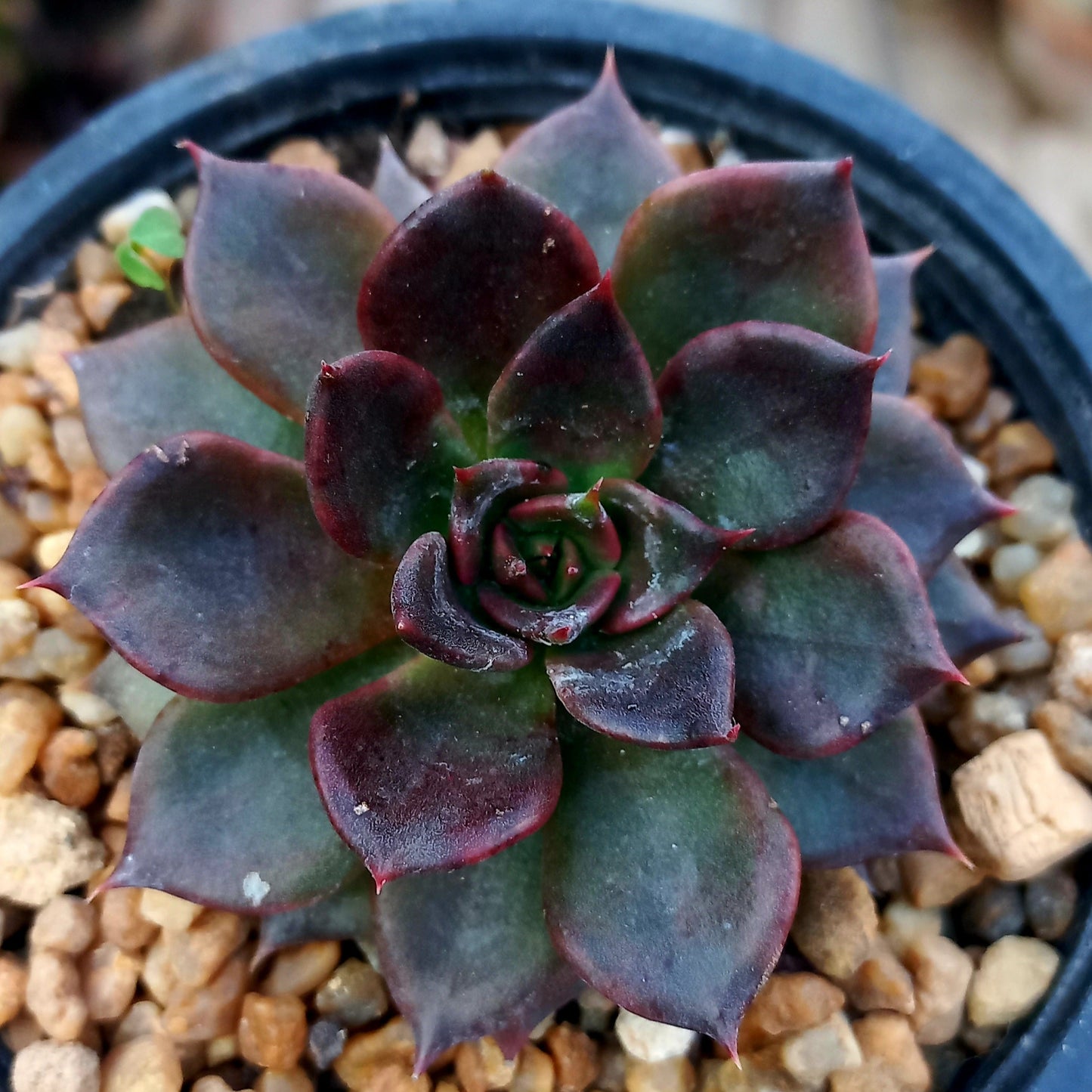 Echeveria Black Prince