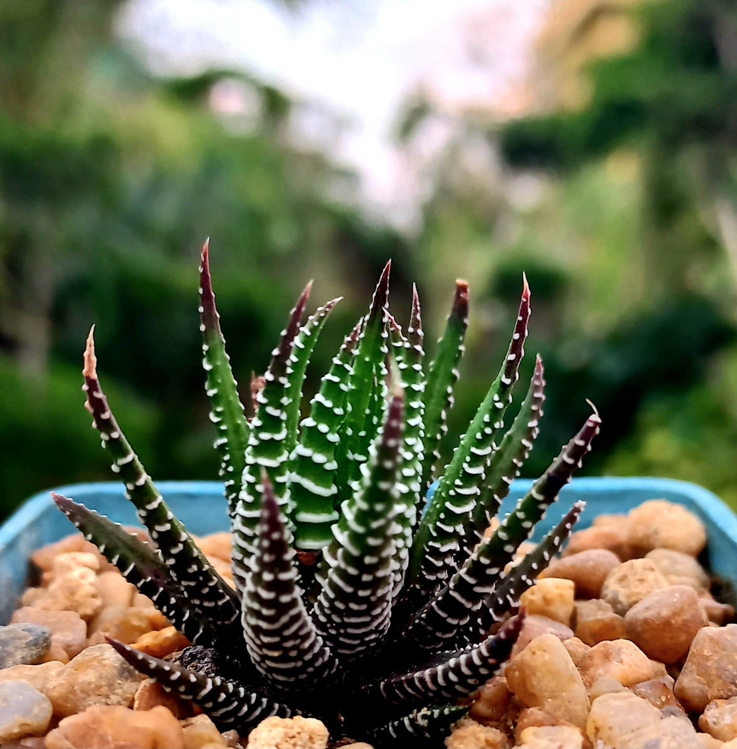 Haworthia Zebra