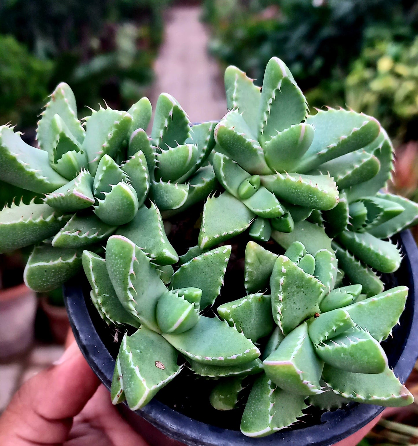 Astridia Velutina (Ice Plant)