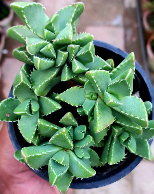 Astridia Velutina (Ice Plant)