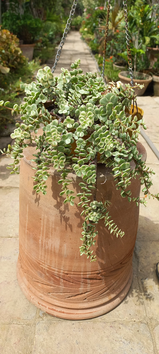 Hanging Jade Variegated