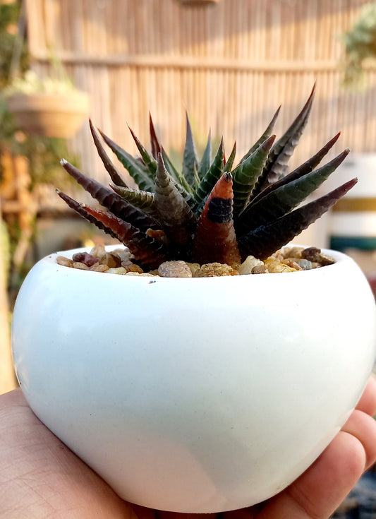 Cermaic pot for succulents