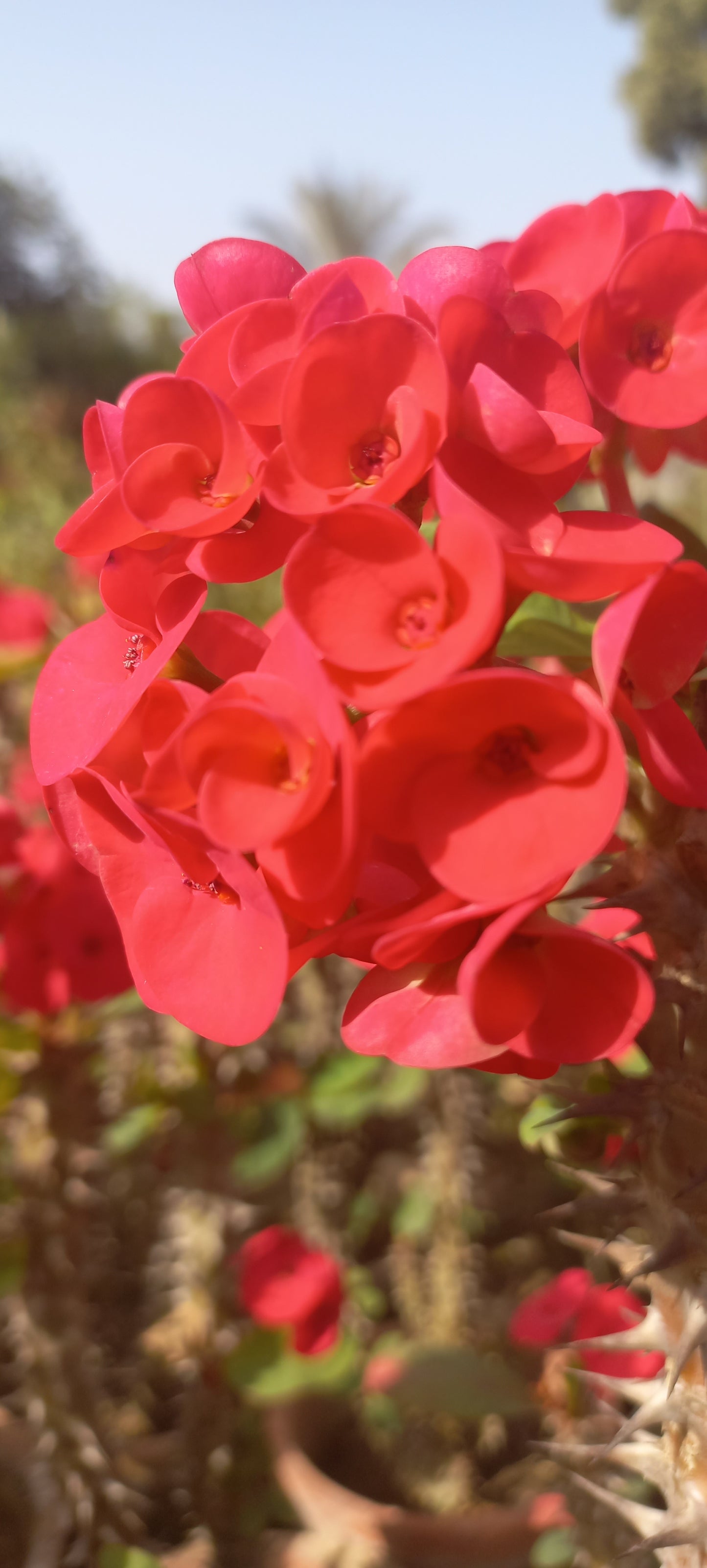 Euphorbia milli