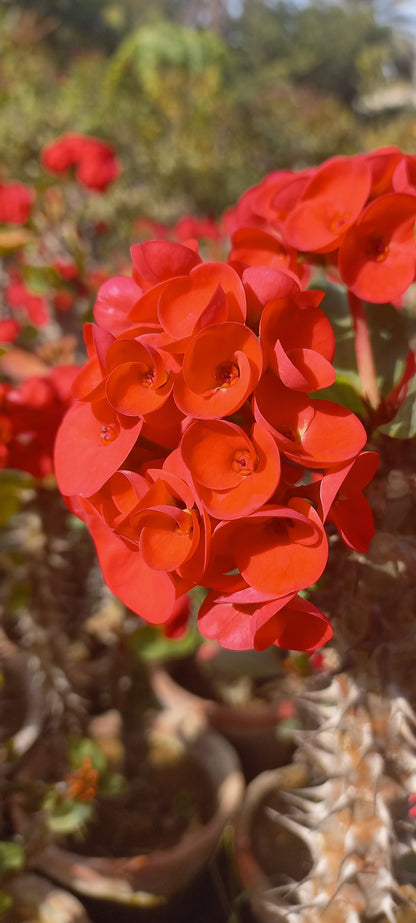 Euphorbia milli