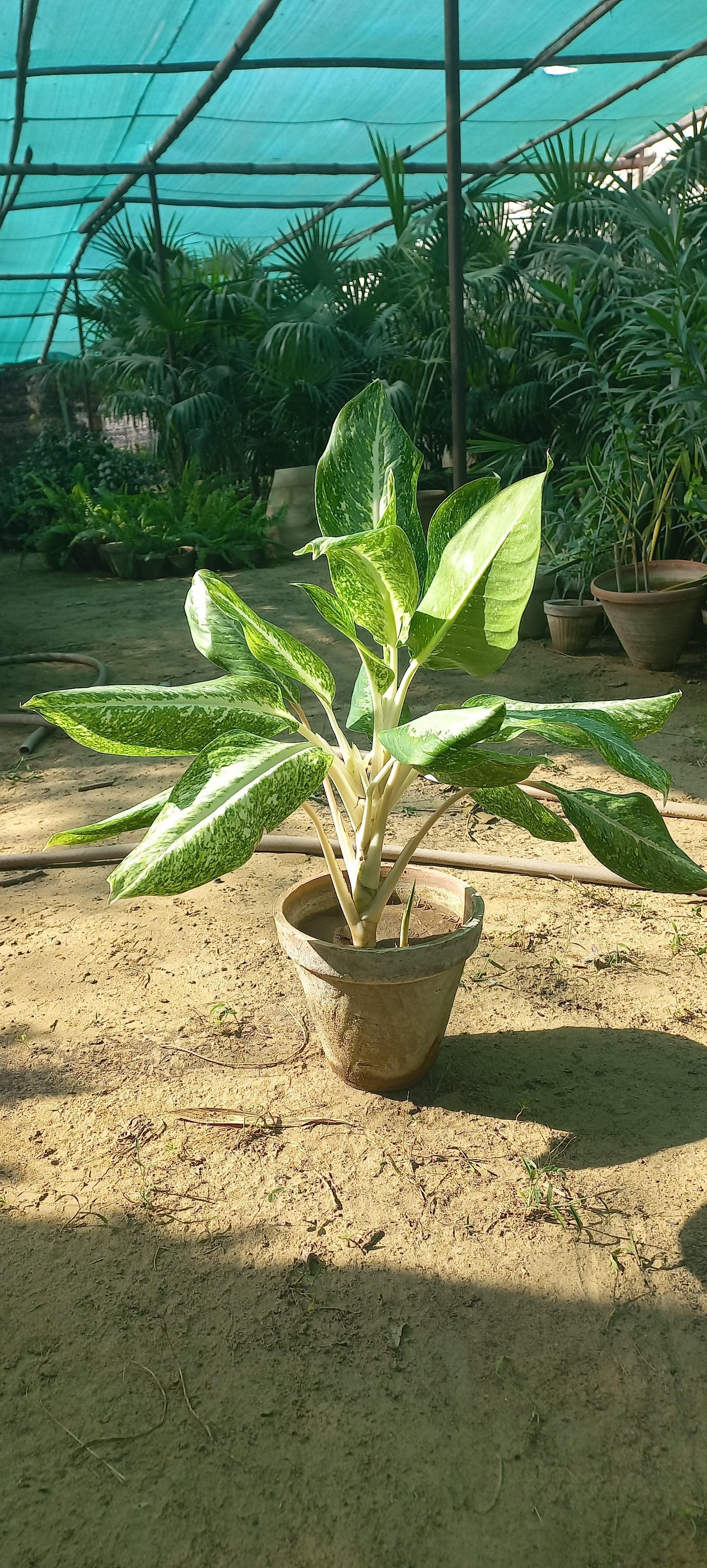 Aglaonema commutatum