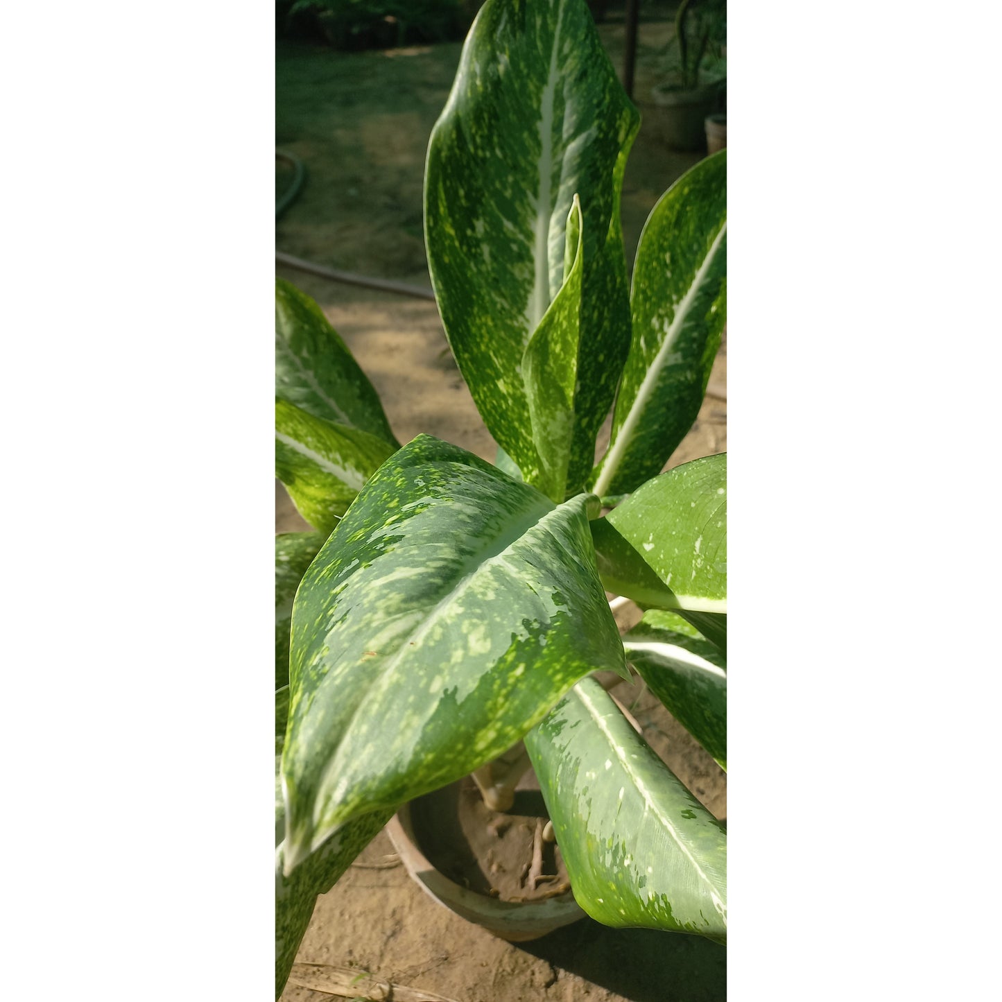 Aglaonema commutatum