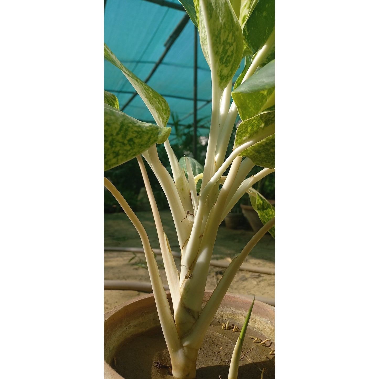 Aglaonema commutatum