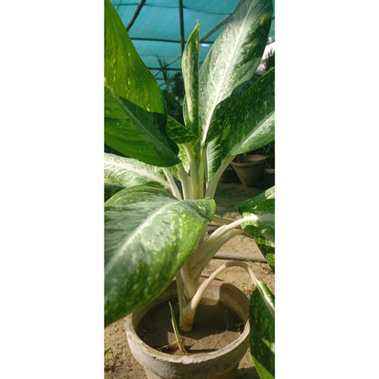 Aglaonema commutatum