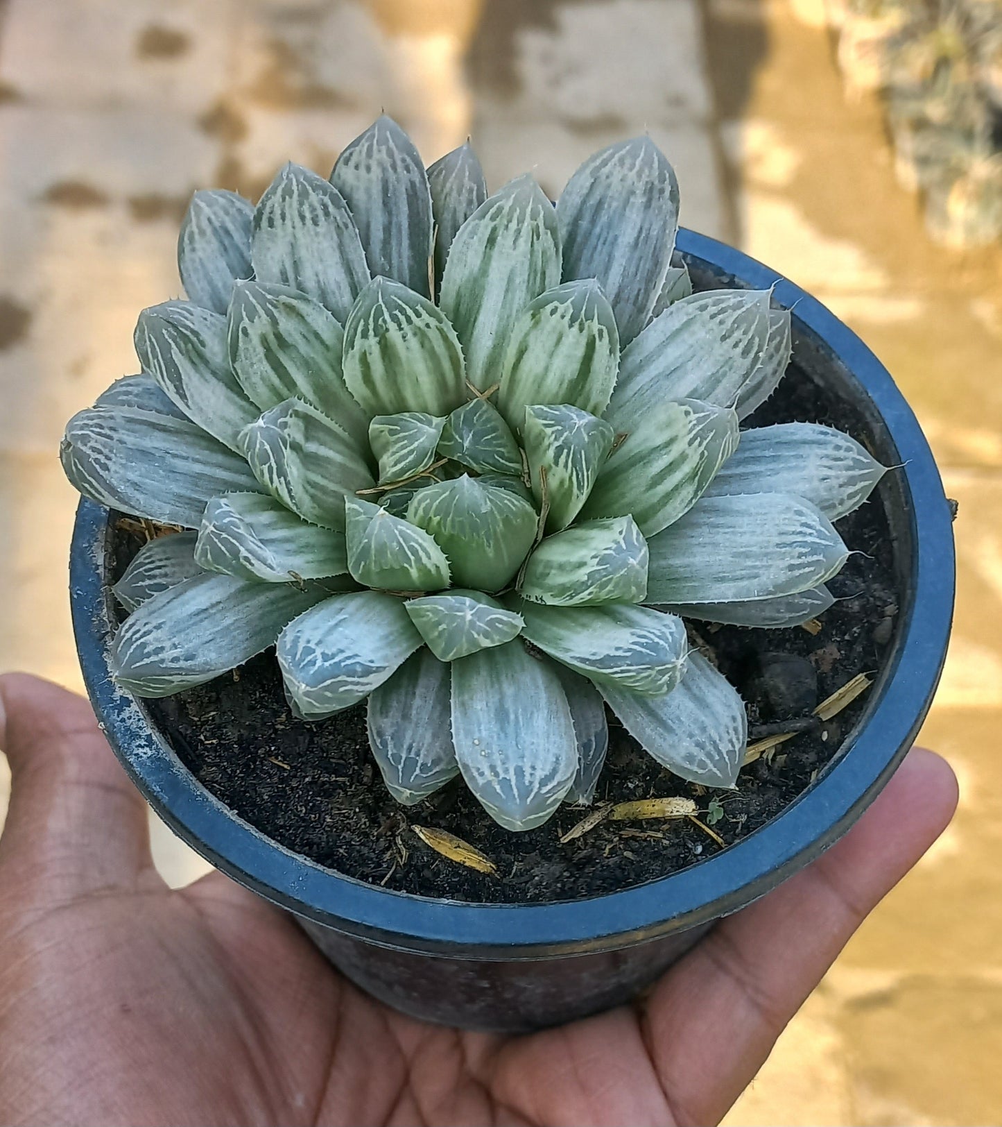 Haworthia cooperi variegata