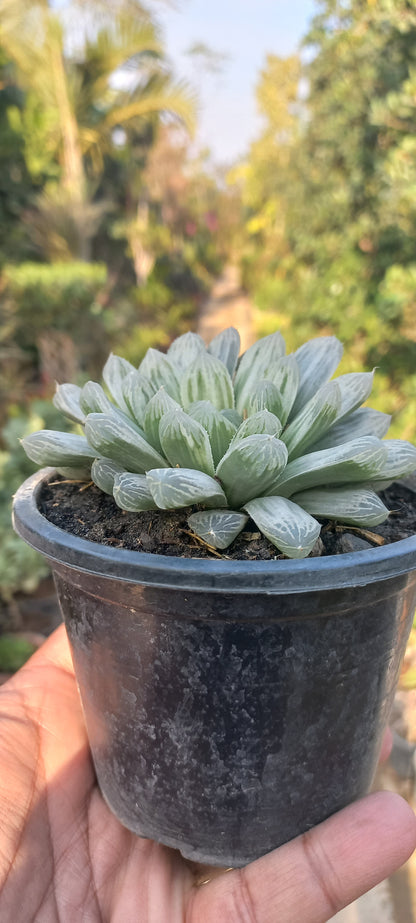 Haworthia cooperi variegata