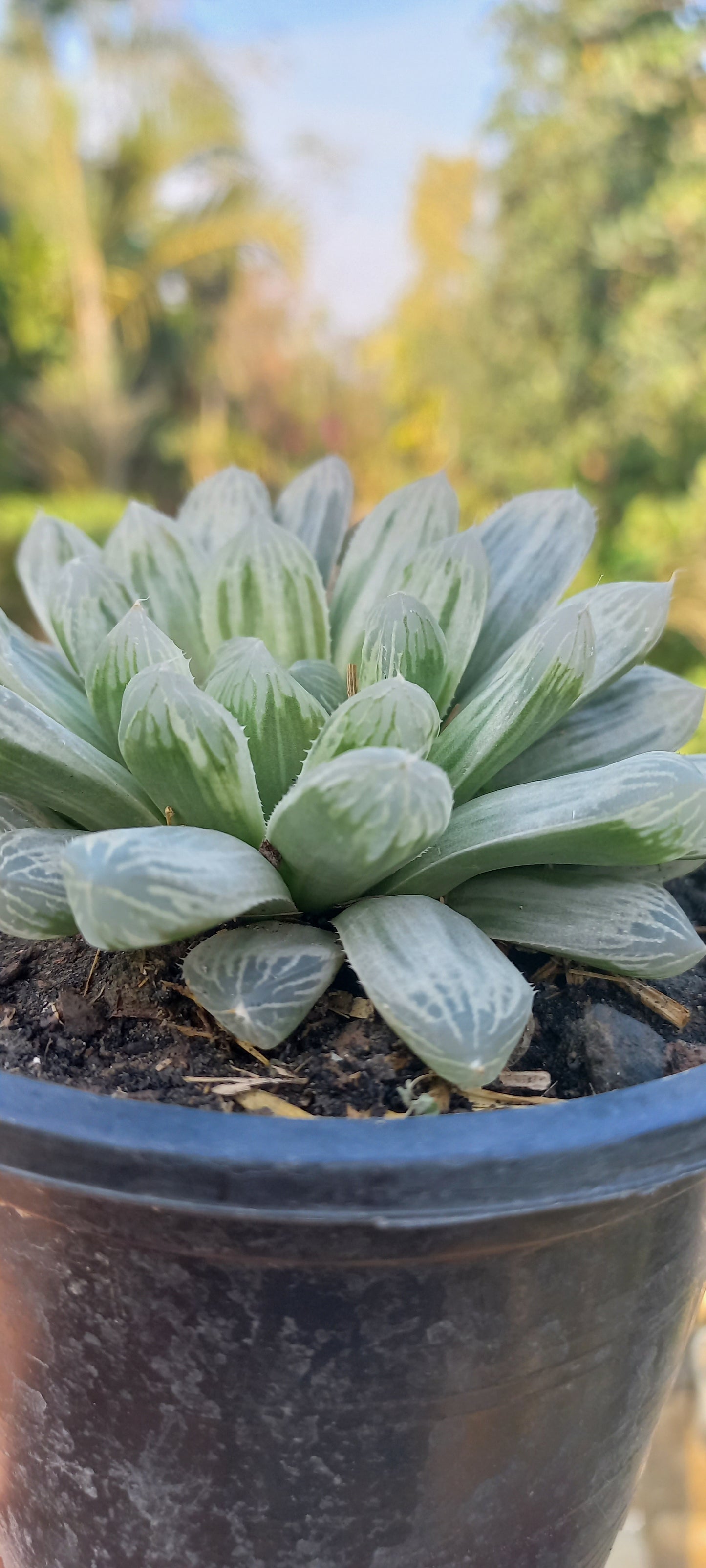 Haworthia cooperi variegata