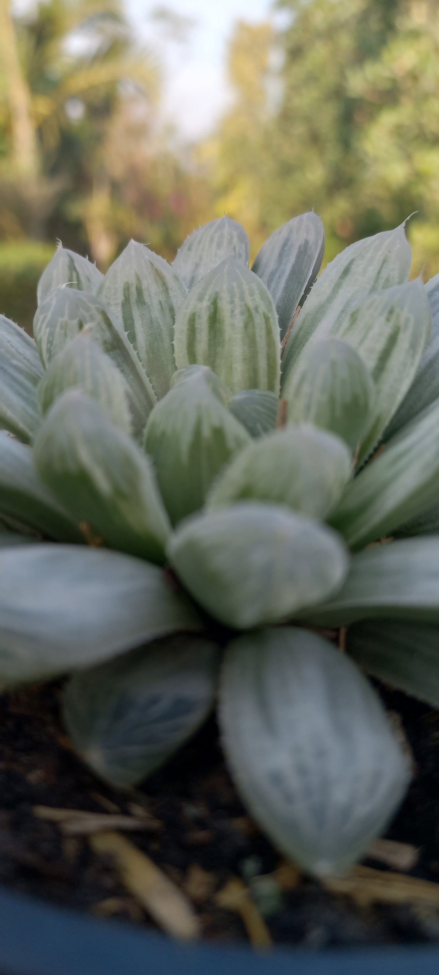 Haworthia cooperi variegata