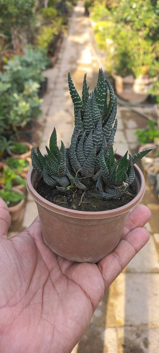 Haworthia Zebra Wart