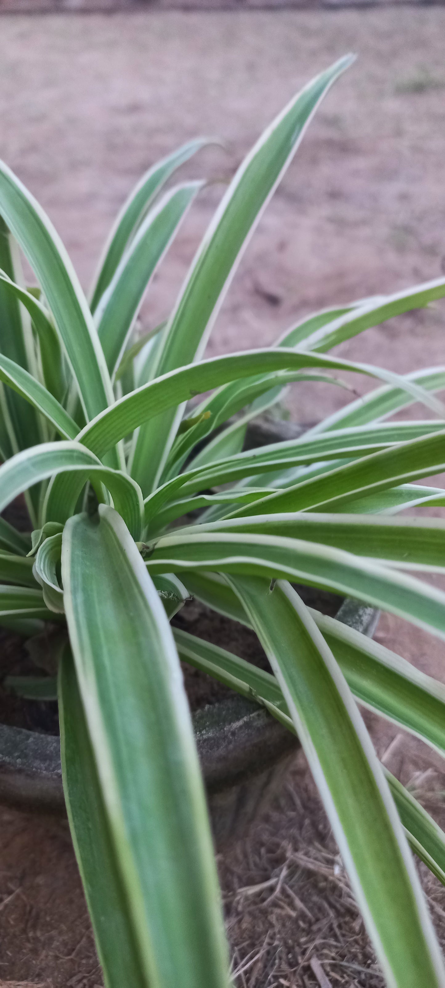 Chlorophytum