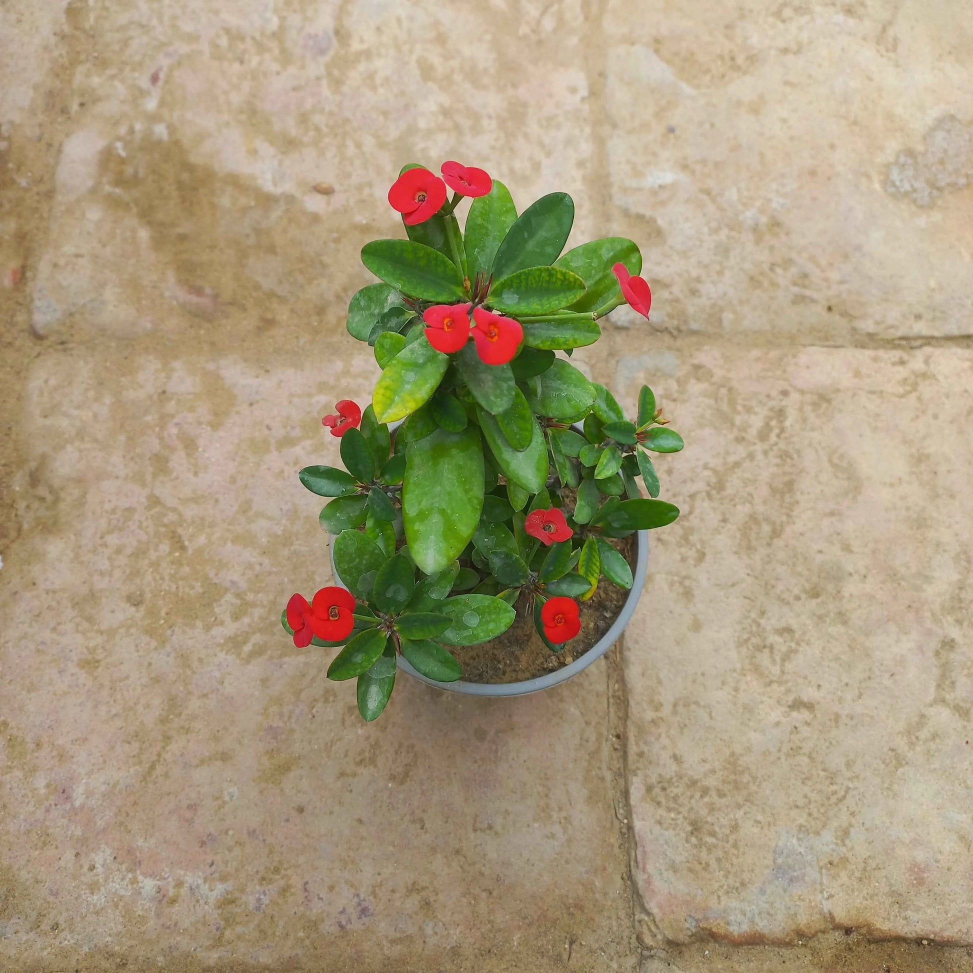 Euphorbia milli dwarf
