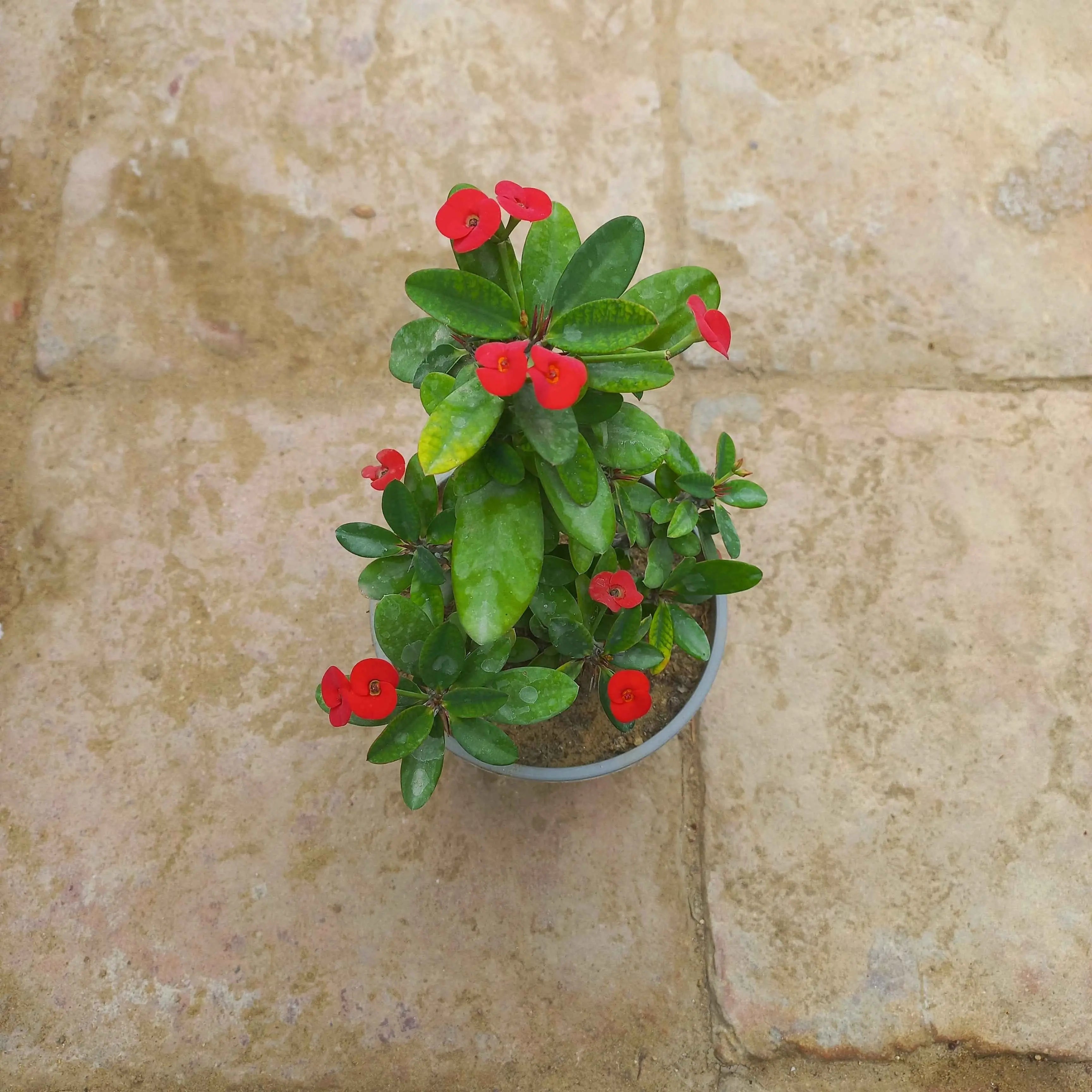 Euphorbia milli dwarf