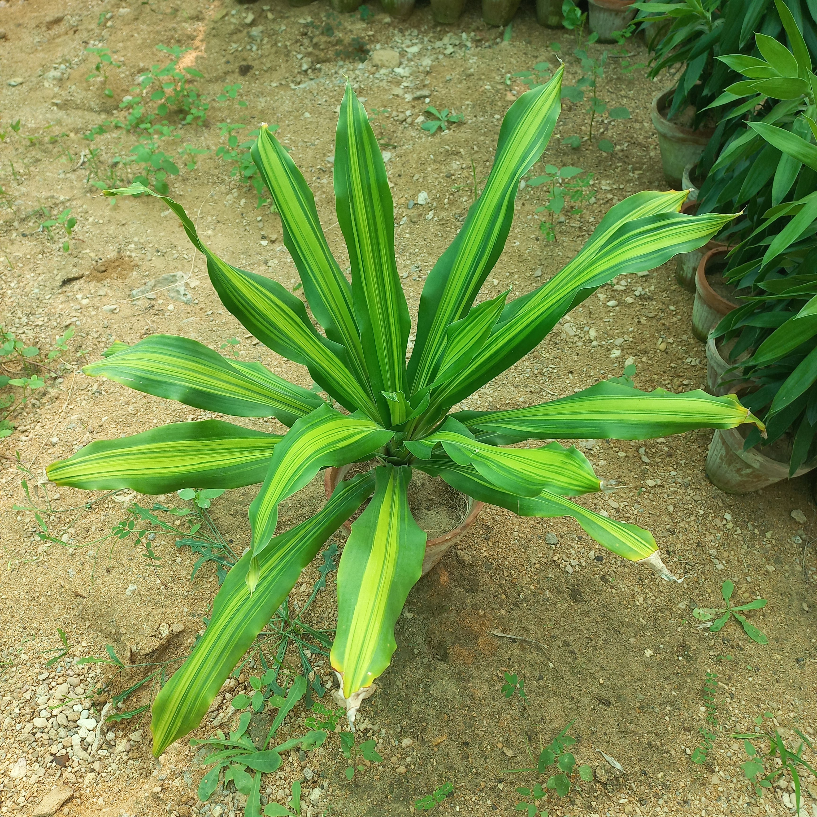 Dracena Massangeana Makai Patta Brazilian Boxwood