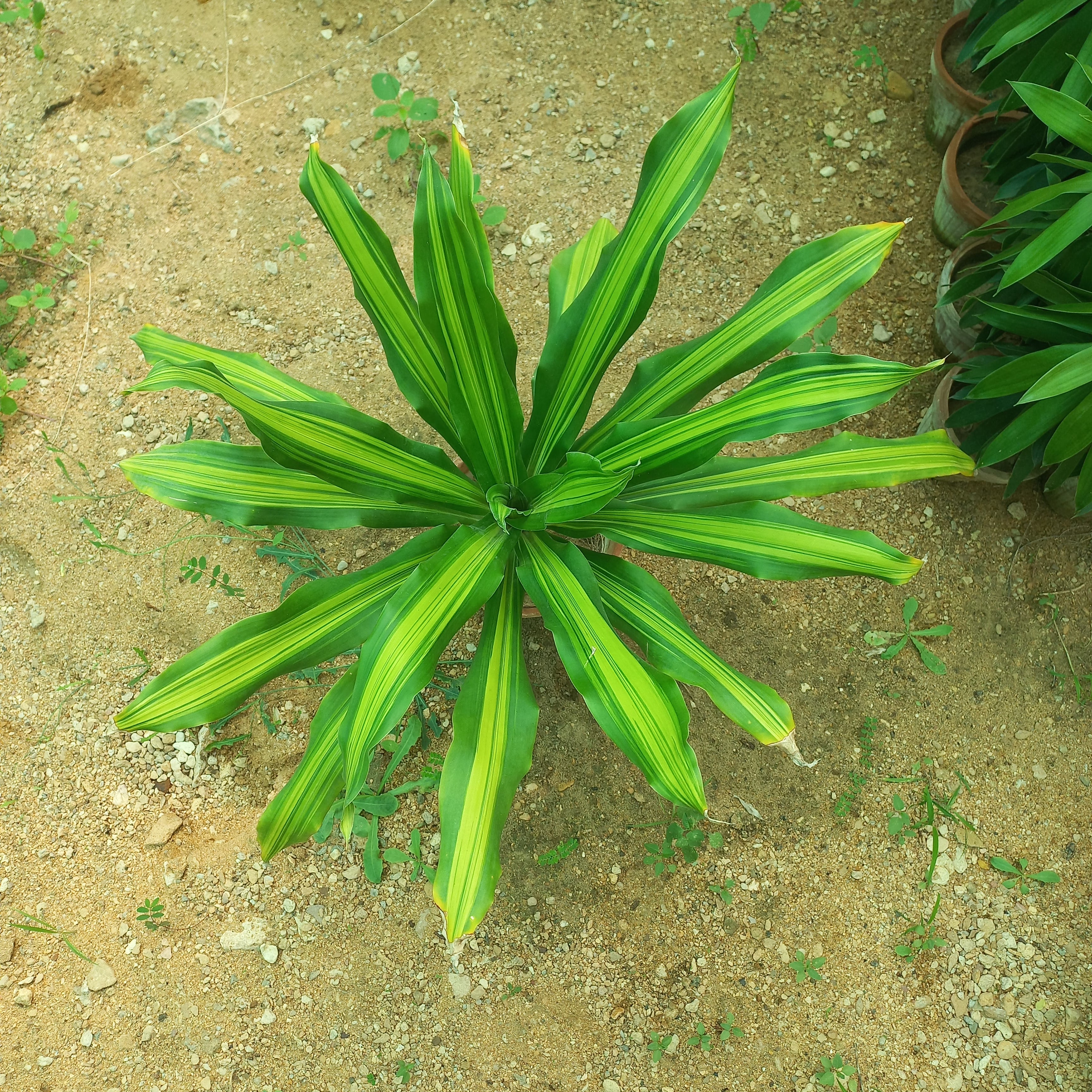 Dracena Massangeana Makai Patta Brazilian Boxwood