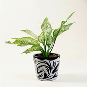Aglonema Snow White in Glazed Terracotta Pot