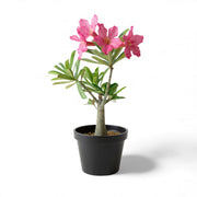 Adenium Desert Rose