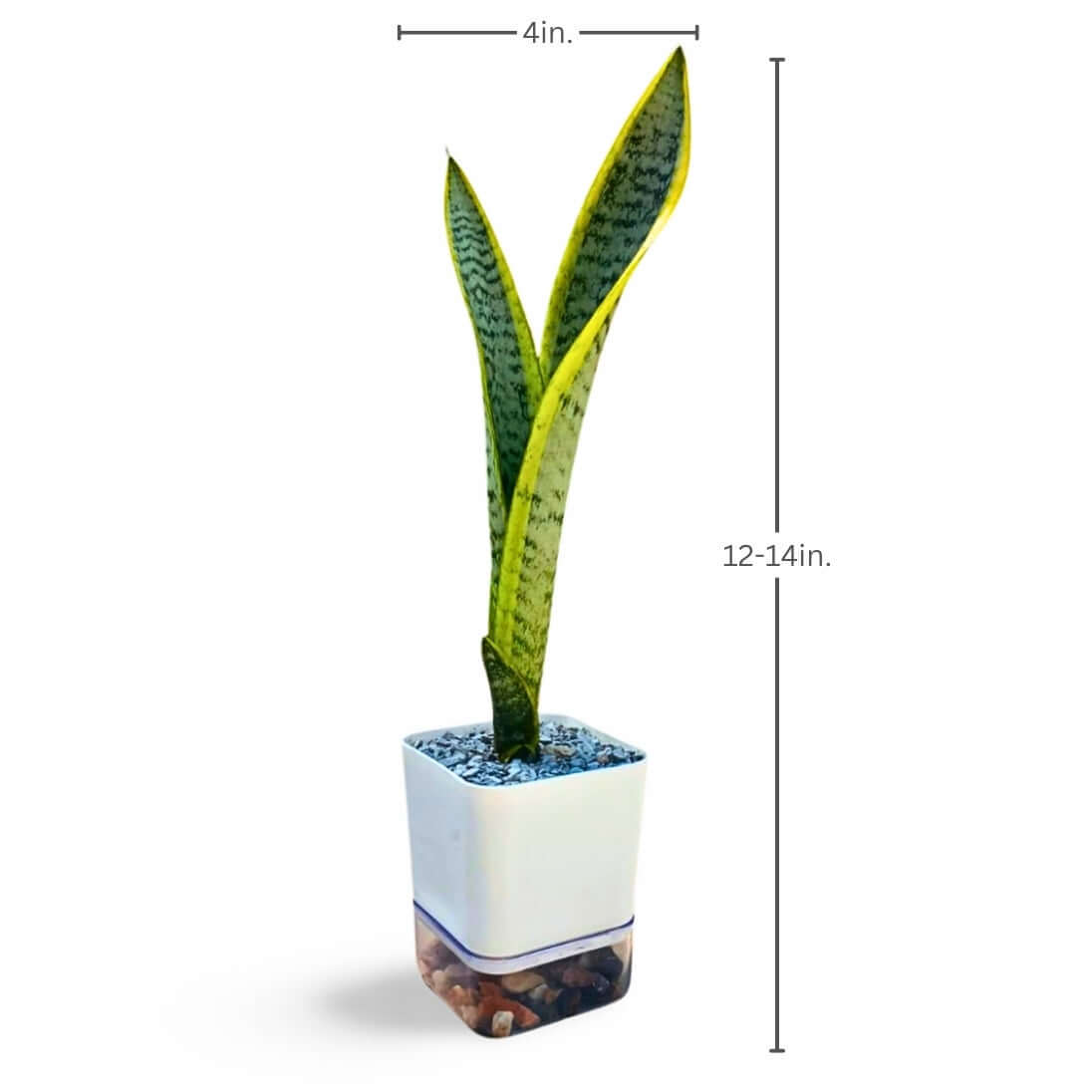 Sansevieria trifasciata