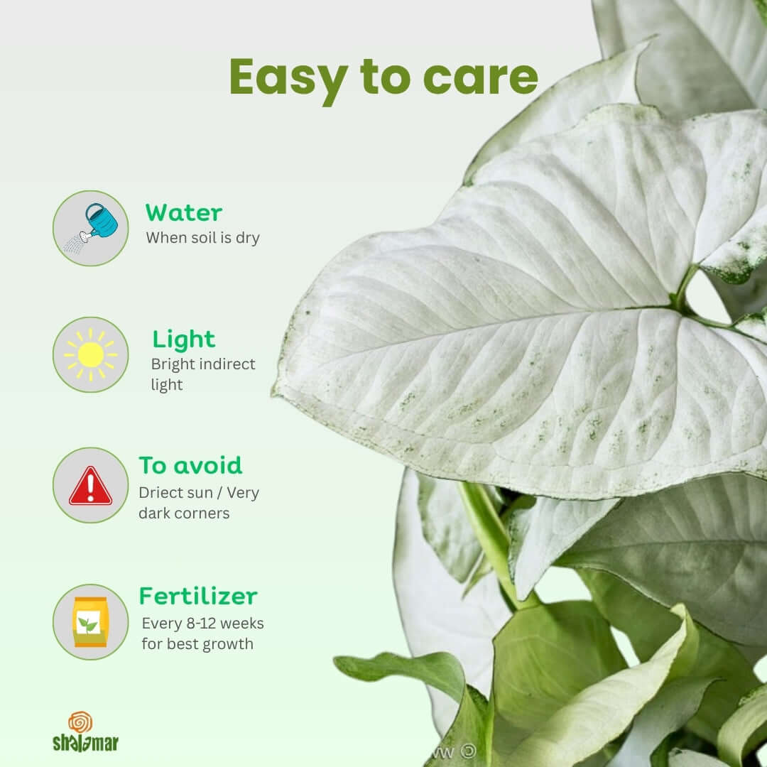 Care guide for Syngonium podophyllum highlighting watering, light, and fertilization tips for this indoor, low-maintenance plant.