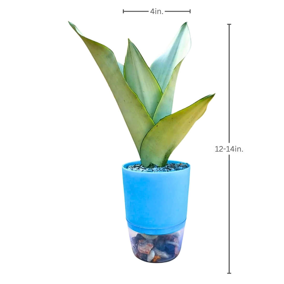 Sansevieria trifasciata  moonshine (Snake Plant Silver)