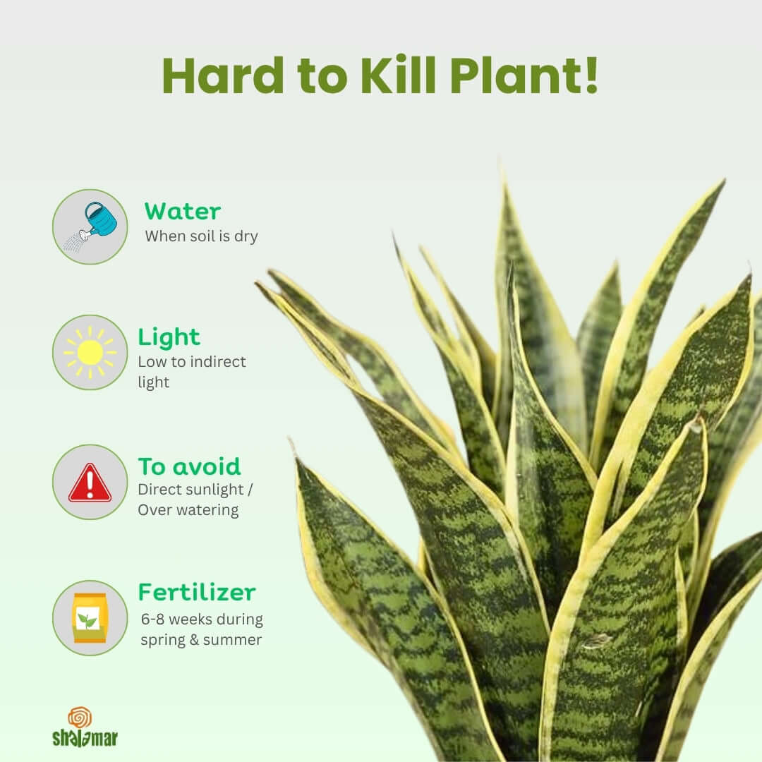 Care tips for Snake Plant: water when dry, low indirect light, avoid direct sunlight, fertilize in spring and summer.