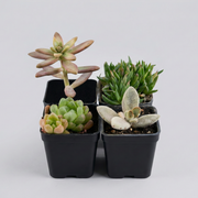 Assorted Succulents Pack of 4