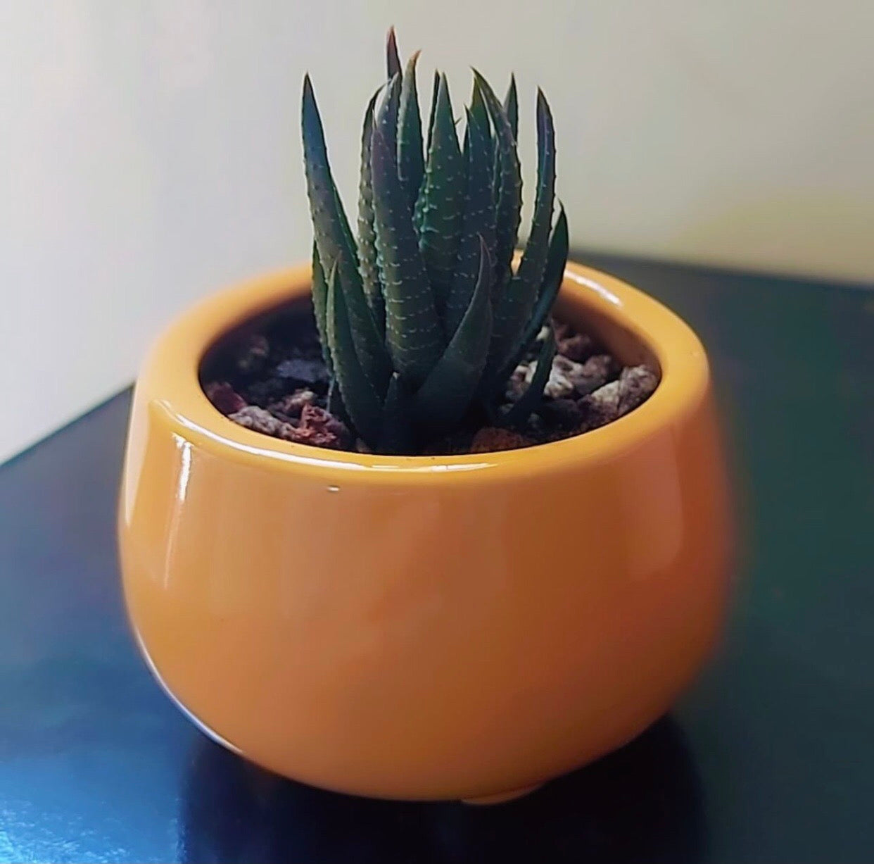 Cermaic pot for succulents with stand