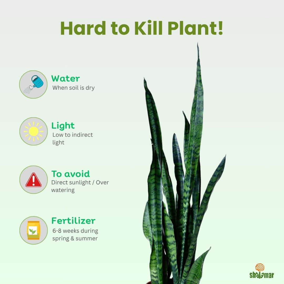 Sansevieria trifasciata (Snake Plant Green)