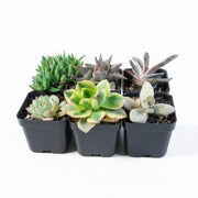 Assorted Succulents Pack of 6