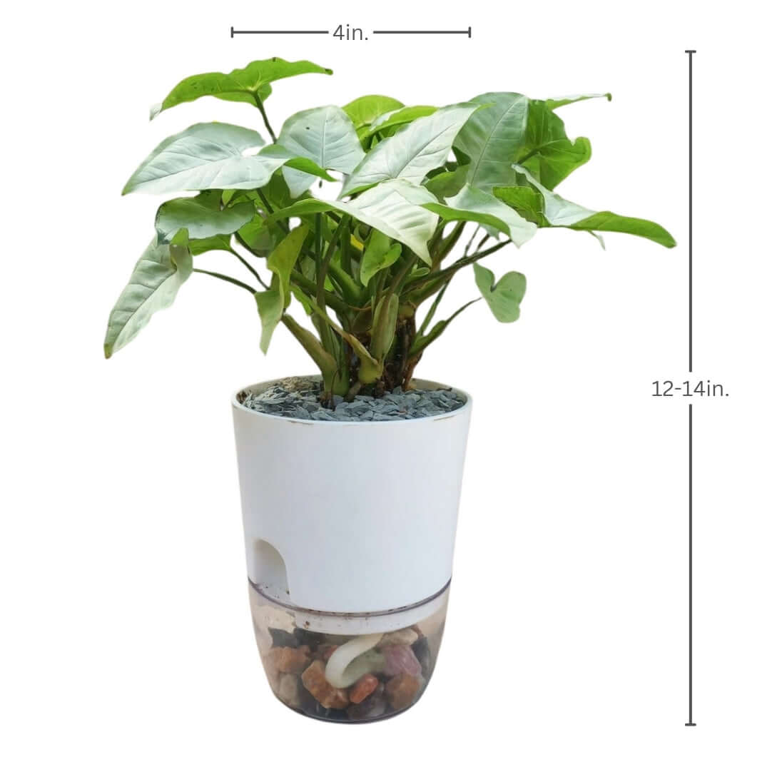syngonium podophyllum snow white